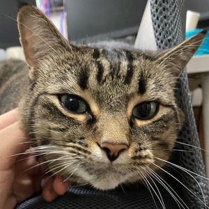 Meet your Posher, Aden